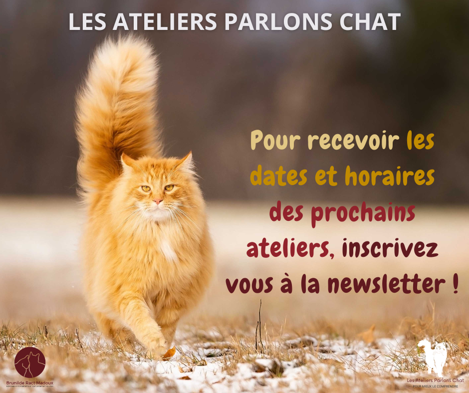 Newsletter ateliers parlons chat