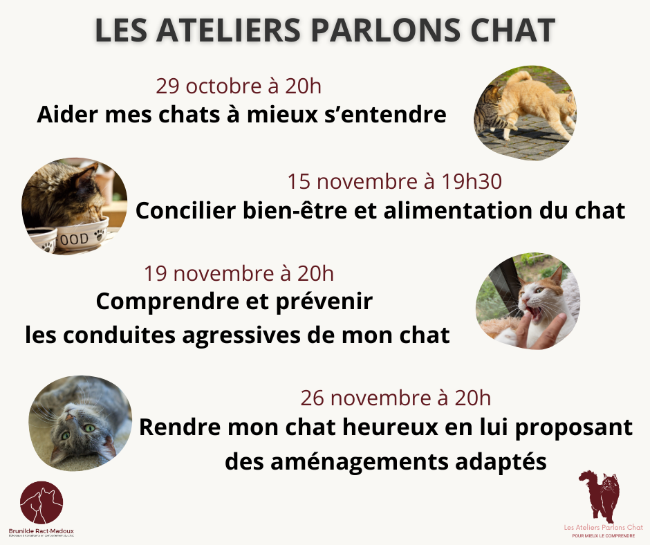 Comportement chat